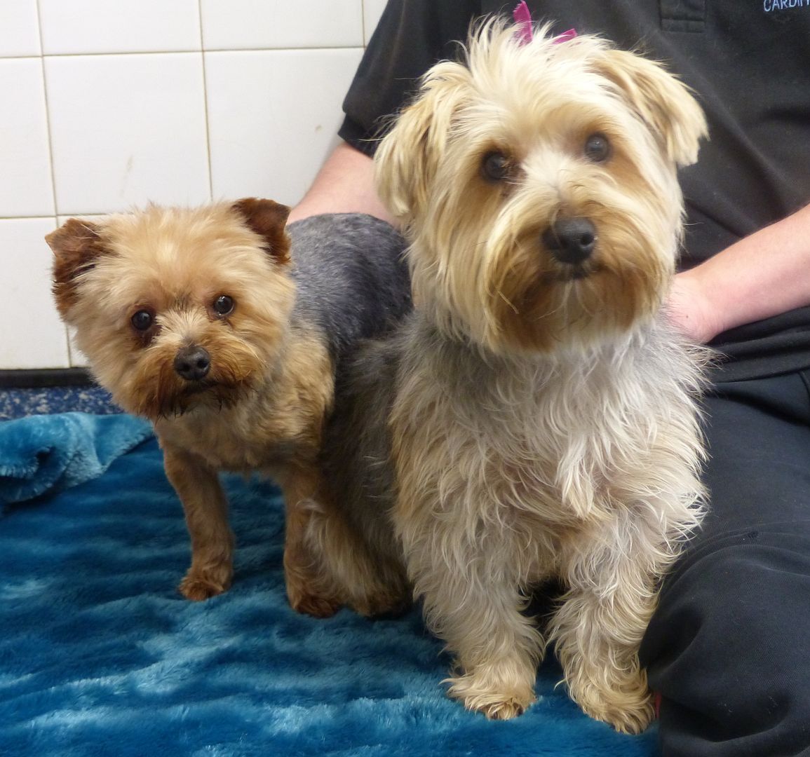 Vet Cage, Heidi, 1 year old Yorkie/Westie cross Friends of the Dogs (Wales)